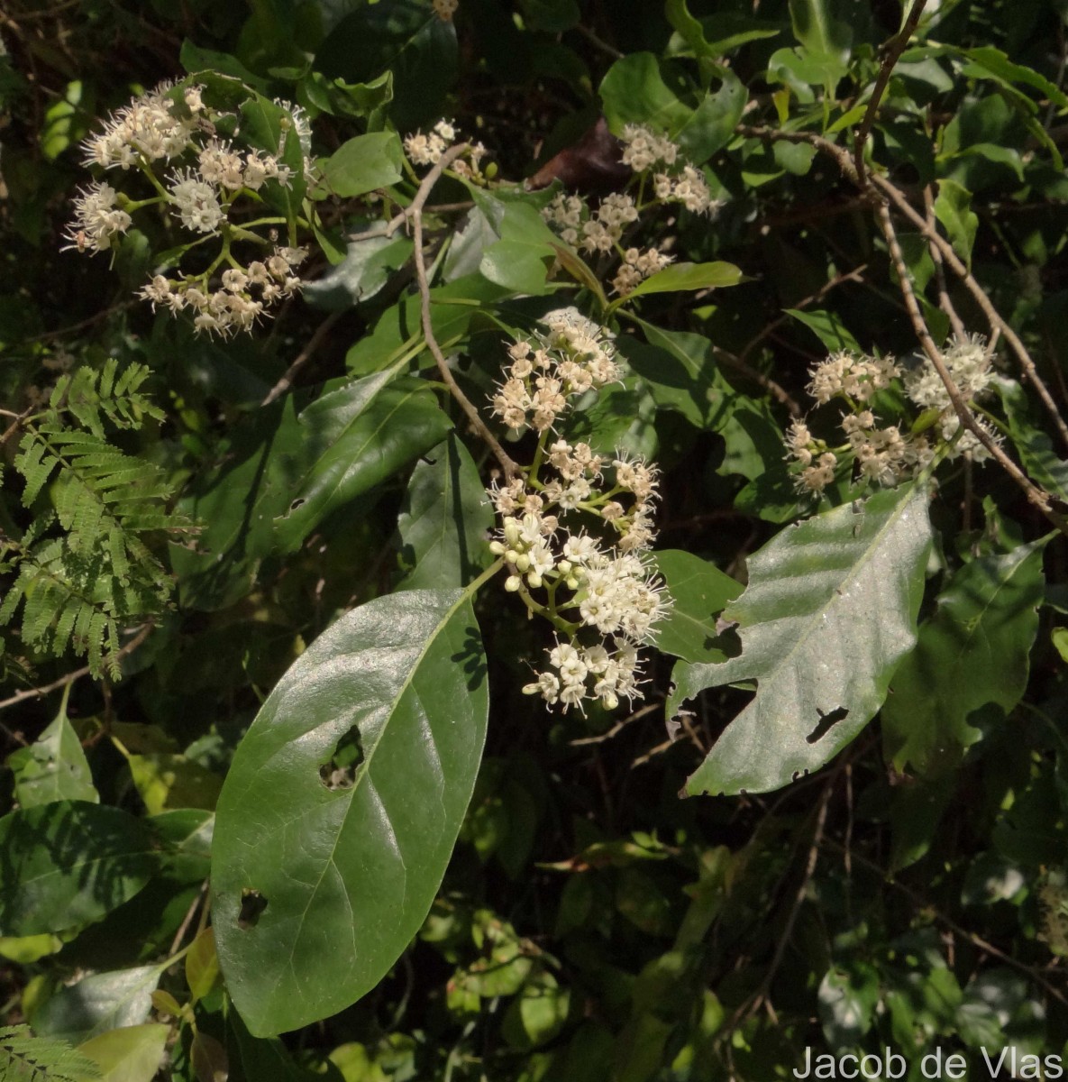 Ehretia aspera Willd.